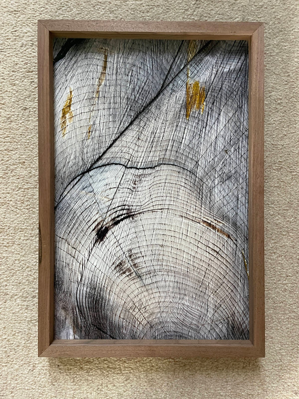 Dianne Whyte, Tree Lines