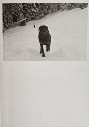 POGO, Viridiana Morandini