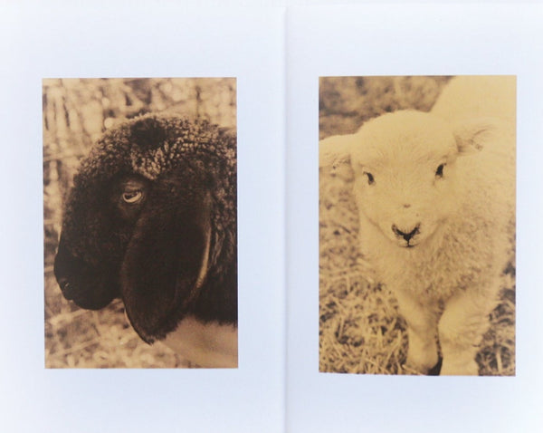 Some Sheep, Judith Erwes