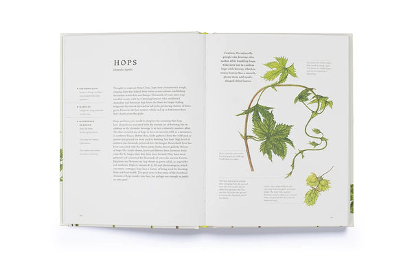 Forage: Wild Plants to Gather, Cook and Eat, Liz Knight