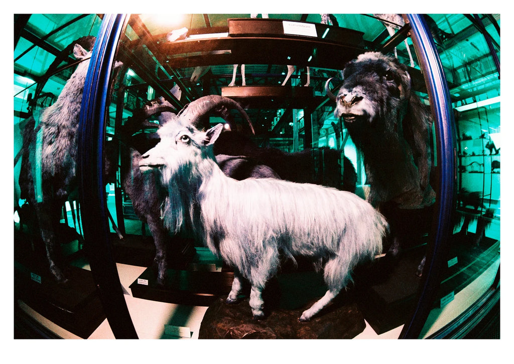 Dead Zoo in Blue: TLP Edition Launch at The Library Project