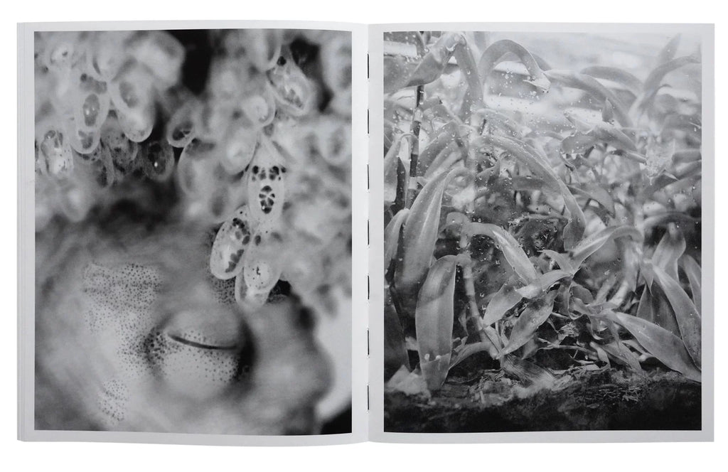 Photobook launch: All Things Laid Dormant by Benedetta Casagrande
