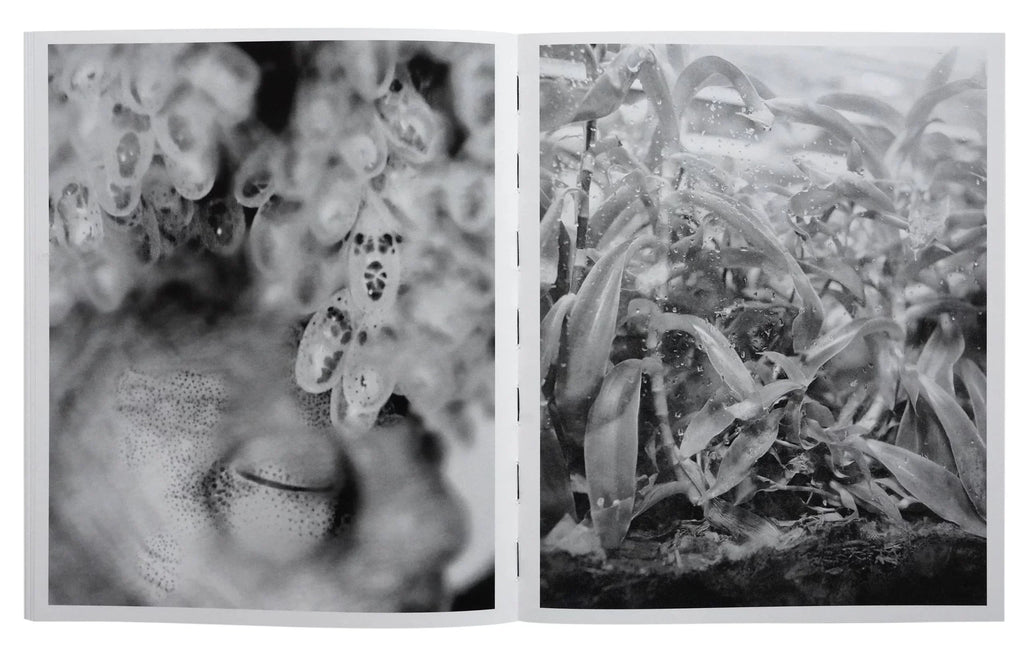 Photobook launch: All Things Laid Dormant by Benedetta Casagrande