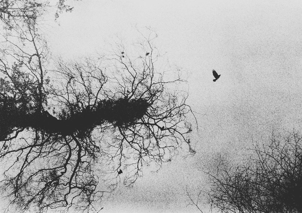 Billy Kenrick, Bird (Rookery)