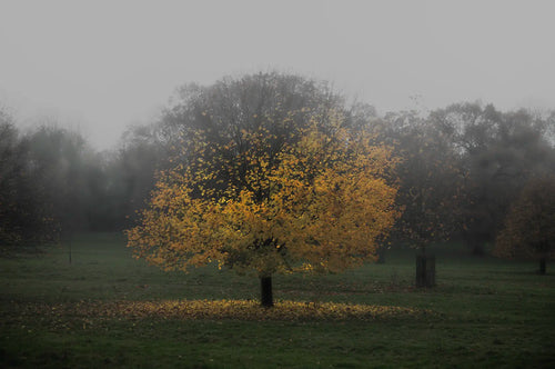 Spectral Pastoral, Tony McAteer