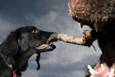 Acts of Dog Zine 2, Ben Burfitt