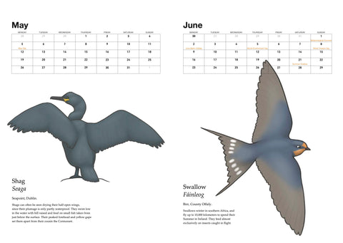A Calendar of Irish Birds 2025, Joe Hollingsworth & OystercatcherTF
