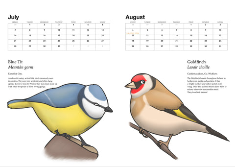 A Calendar of Irish Birds 2025, Joe Hollingsworth & OystercatcherTF