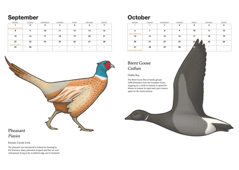 A Calendar of Irish Birds 2025, Joe Hollingsworth & OystercatcherTF