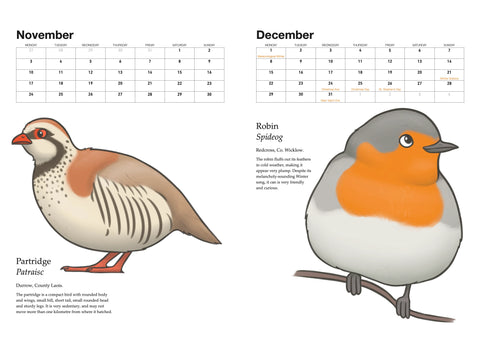 A Calendar of Irish Birds 2025, Joe Hollingsworth & OystercatcherTF