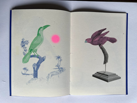 Birds of Paradise, Justin Larkin