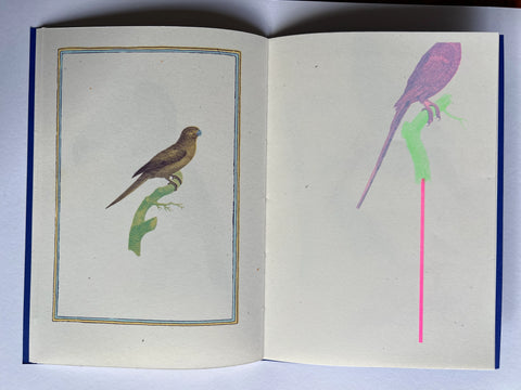 Birds of Paradise, Justin Larkin