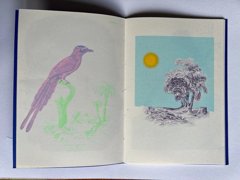 Birds of Paradise, Justin Larkin