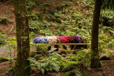 Bláthanna - Irish Spaces in Flower, Ruth Monahan, Kasia Skopińska, Ultan Devaney