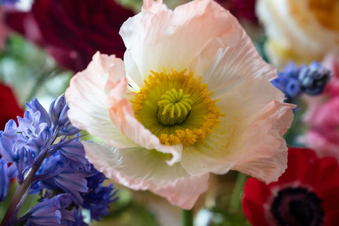 Bláthanna - Irish Spaces in Flower, Ruth Monahan, Kasia Skopińska, Ultan Devaney
