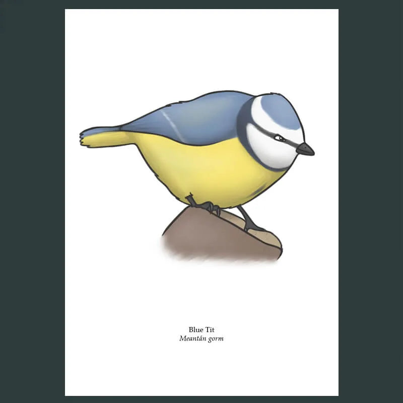Blue Tit Greeting Card, Joe Hollingsworth & OystercatcherTF