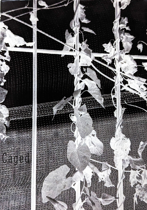 Caged (Handmade Leporello Version), Rachel Naughton