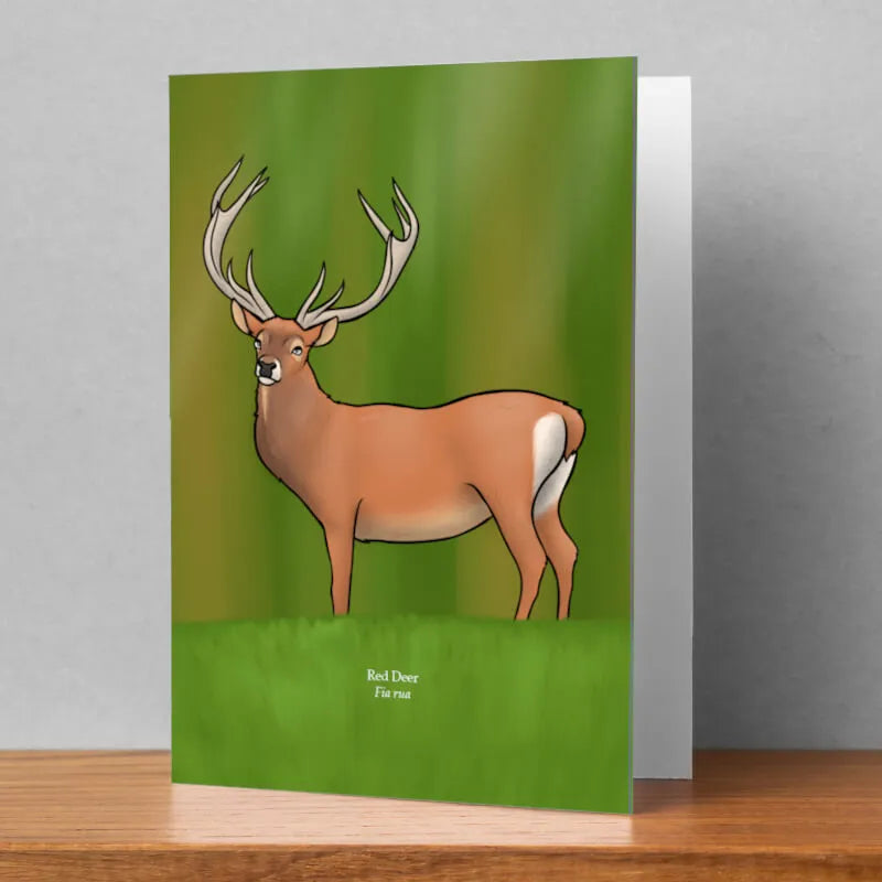 Red Deer Greeting Card, Joe Hollingsworth & OystercatcherTF