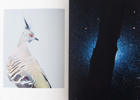 Der Greif, Issue 14