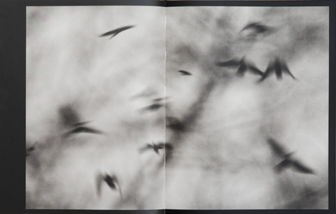 Des Oiseaux, Kyunghee Lee