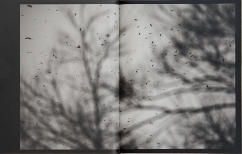 Des Oiseaux, Kyunghee Lee