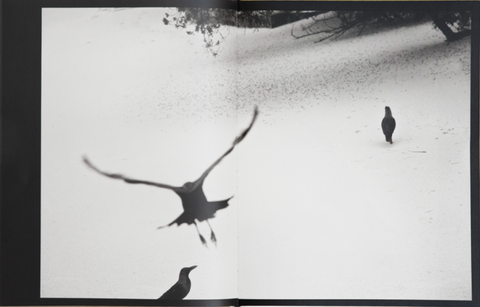 Des Oiseaux, Kyunghee Lee