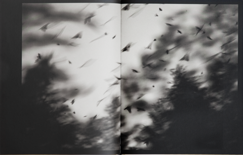 Des Oiseaux, Kyunghee Lee