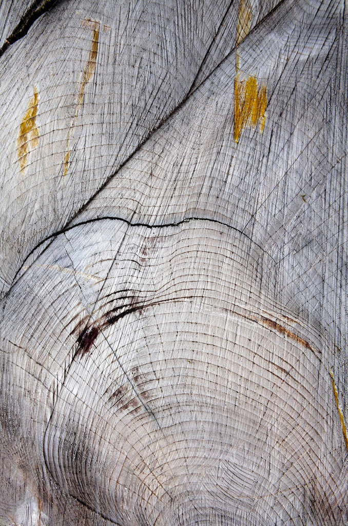 Dianne Whyte, Tree Lines