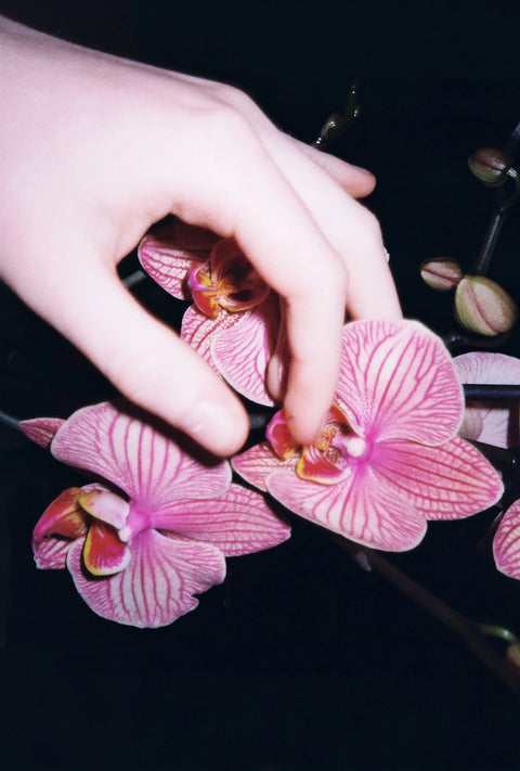 Inflorescences
