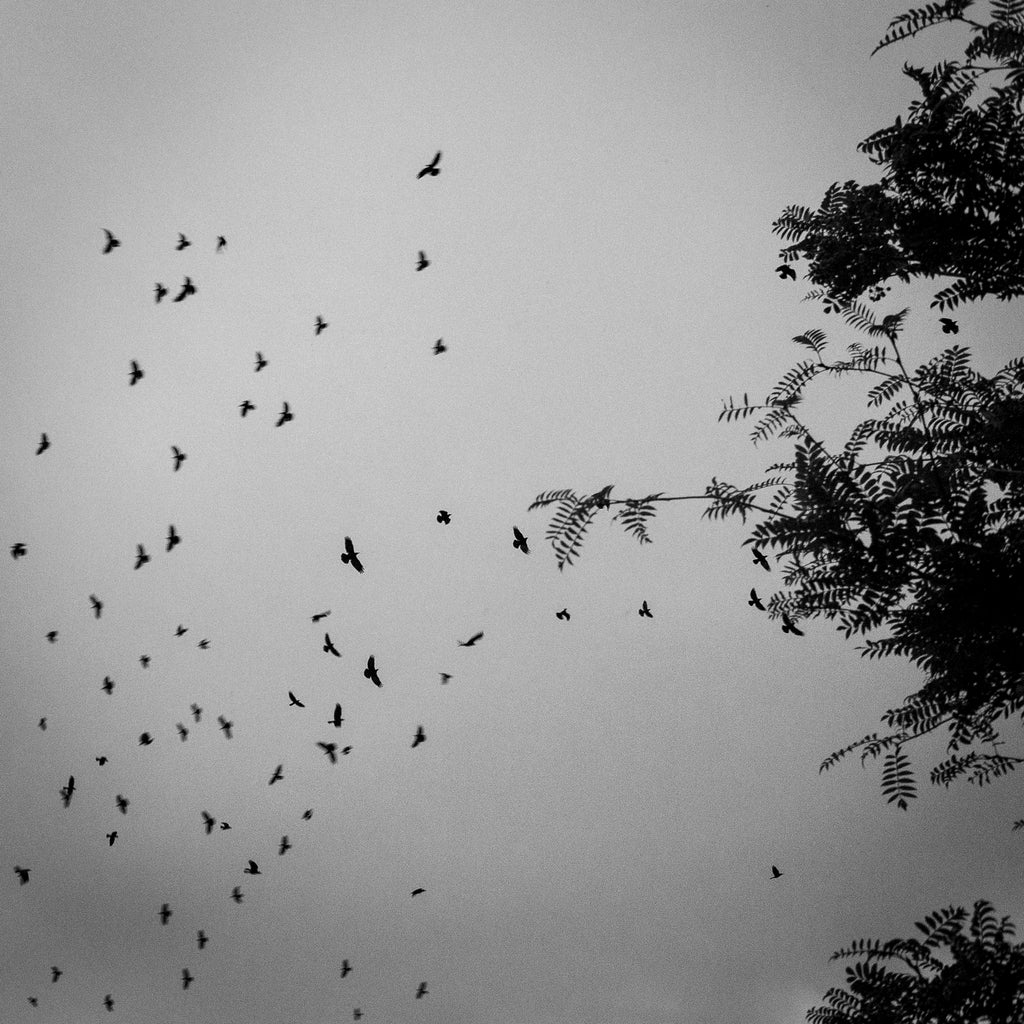 Eoghan Cullen, Avian Ascent