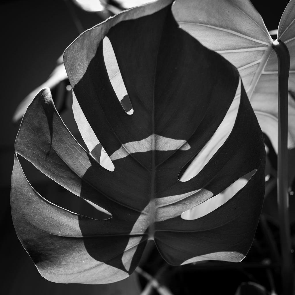 Eoghan Cullen, Leaf Study 1