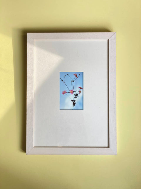 Freddie Stevens, Anemone