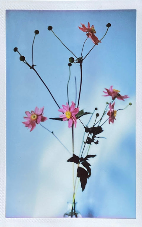 Freddie Stevens, Anemone