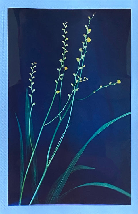 Freddie Stevens, Montbretia