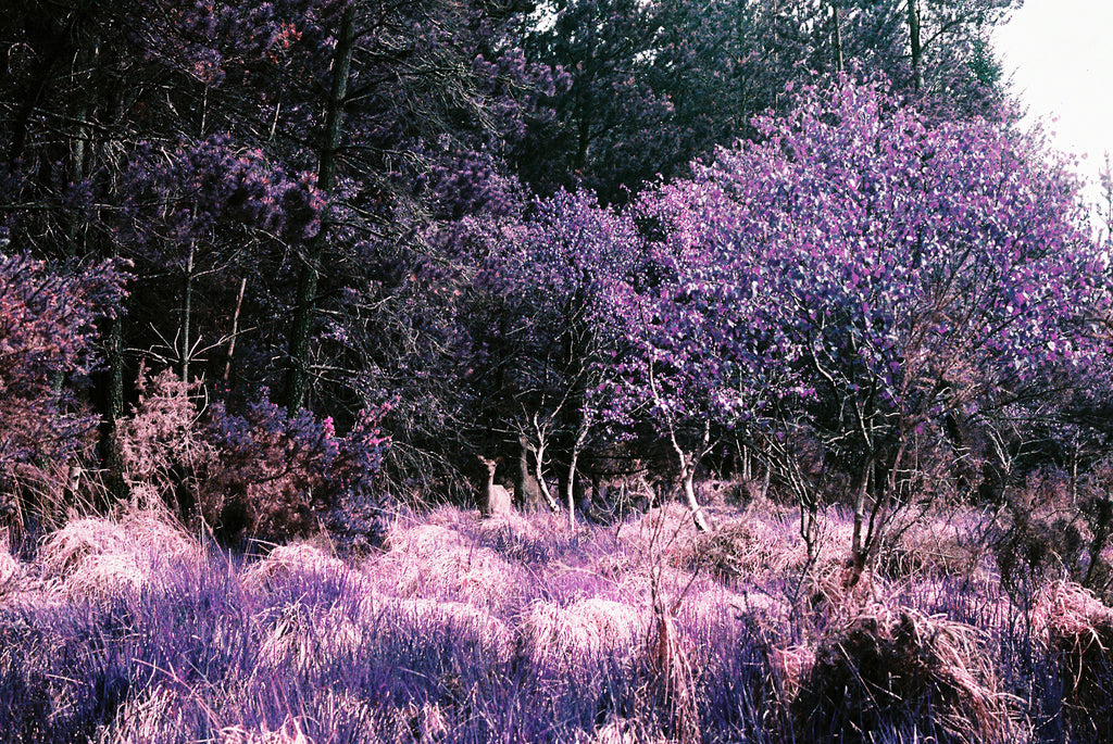 Yinghsin Angie Yu, Gaze from the Dreamland