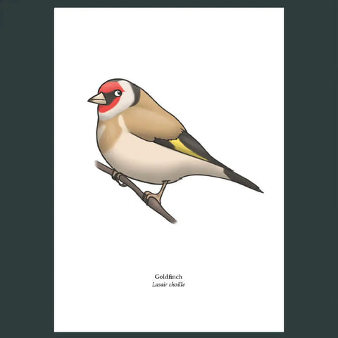 Targeta de felicitats de fringuella, Joe Hollingsworth i OystercatcherTF