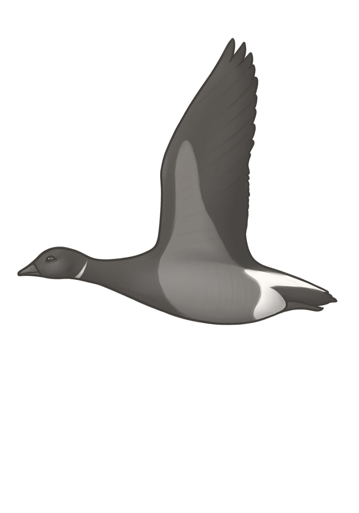 Brent Goose A4 Print, Joe Hollingsworth & OystercatcherTF