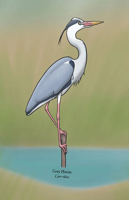 Grey Heron A4 Print, Joe Hollingsworth & OystercatcherTF