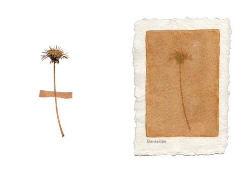 Herbarium of Photographic Emulsions: First Edition, Savannah Dodd