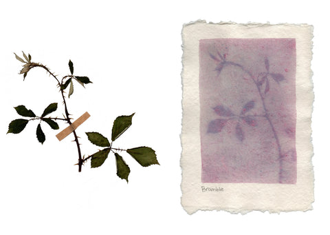 Herbarium of Photographic Emulsions: First Edition, Savannah Dodd