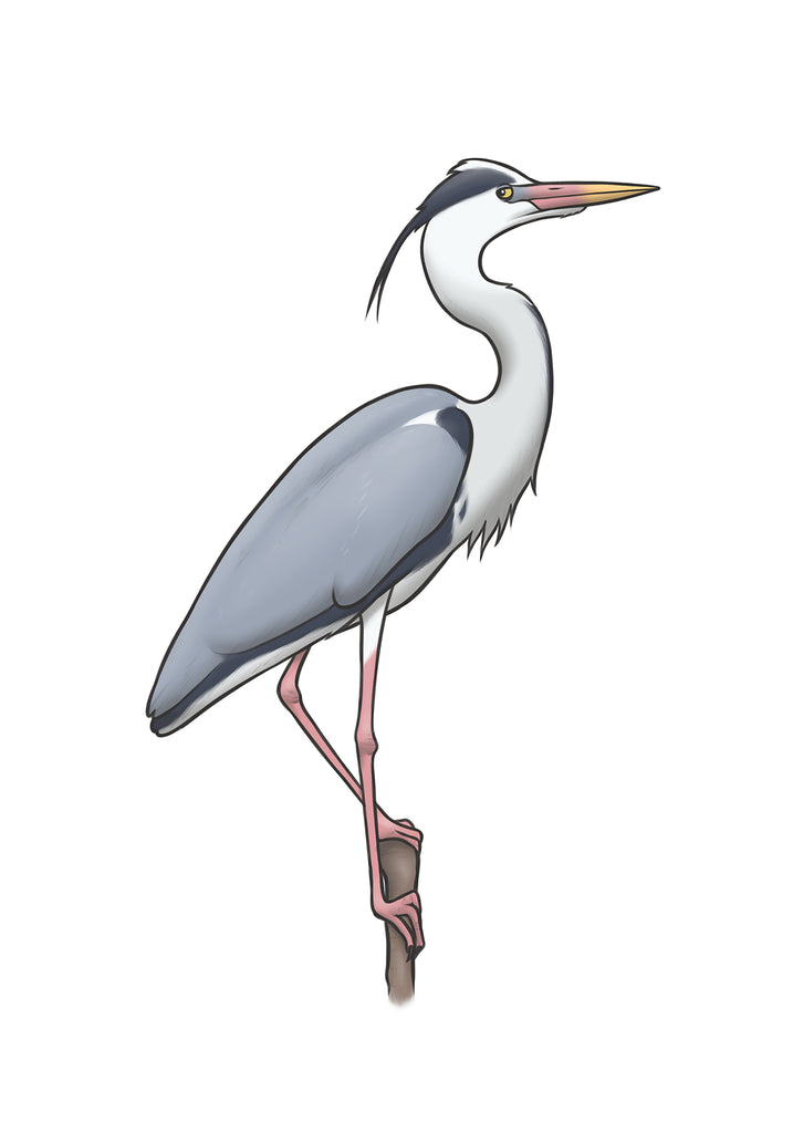 Grey Heron A4 Print, Joe Hollingsworth & OystercatcherTF