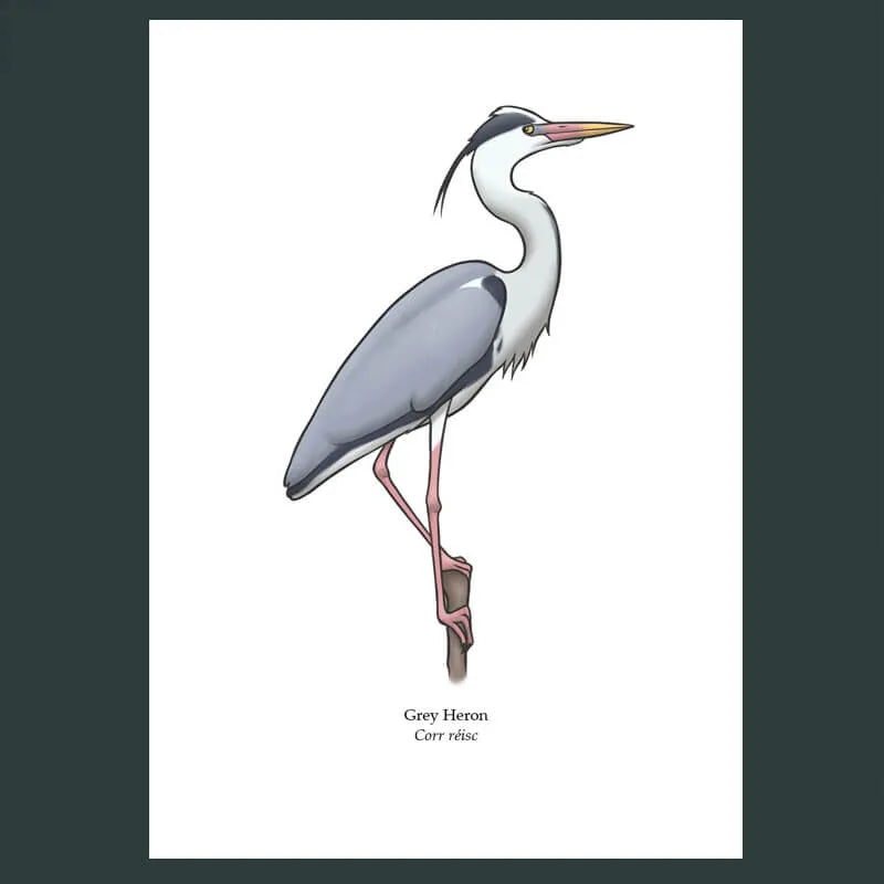 Grey Heron Greeting Card, Joe Hollingsworth & OystercatcherTF
