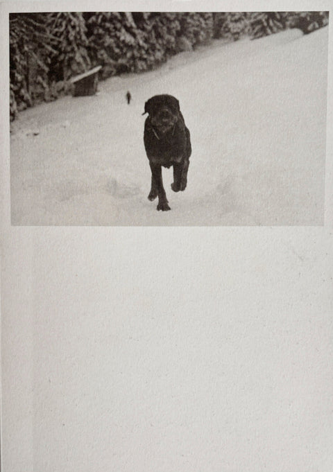 POGO, Viridiana Morandini