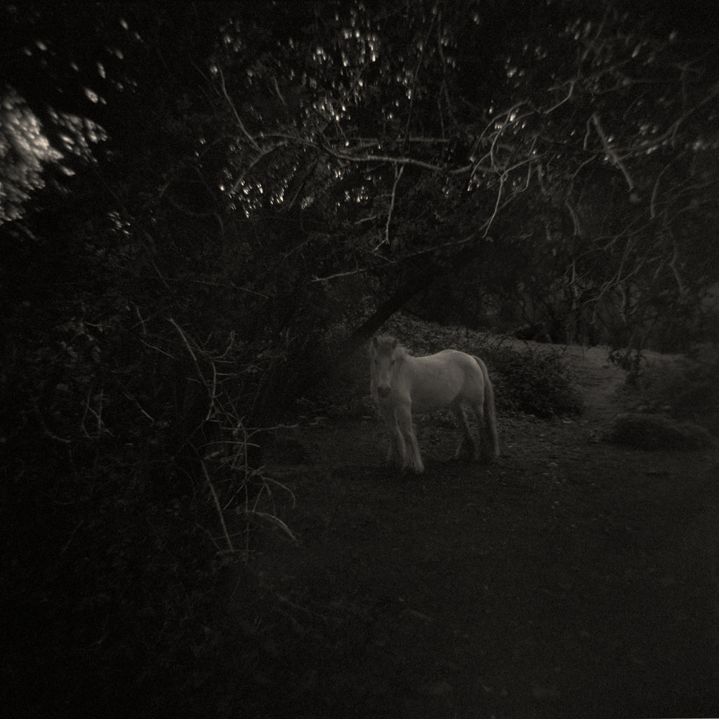 Rafal Krol, I’m here