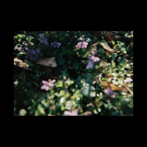 All Flowers Lost In Time, Inés Pesado Catrufo