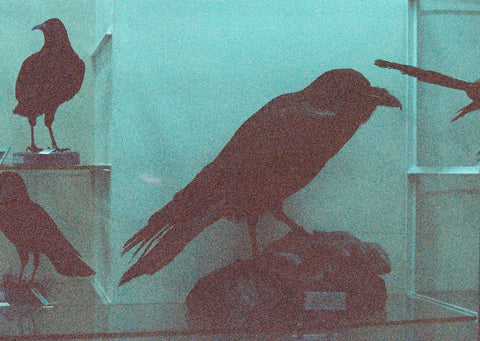 Dead Zoo in Blue, Ishmael Claxton