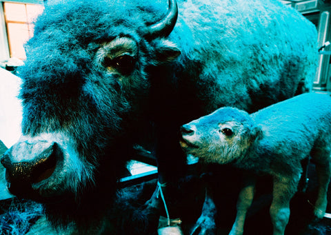 Dead Zoo in Blue, Ishmael Claxton