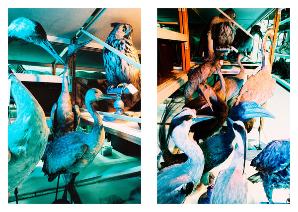 Dead Zoo in Blue, Ishmael Claxton