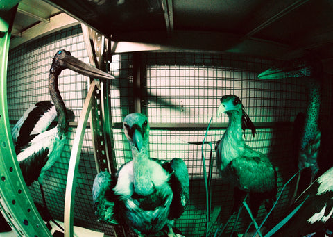 Dead Zoo in Blue, Ishmael Claxton