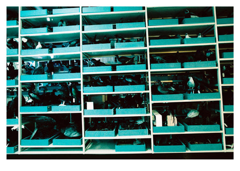 Dead Zoo in Blue, Ishmael Claxton